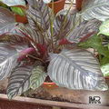 Pin-stripe calathea